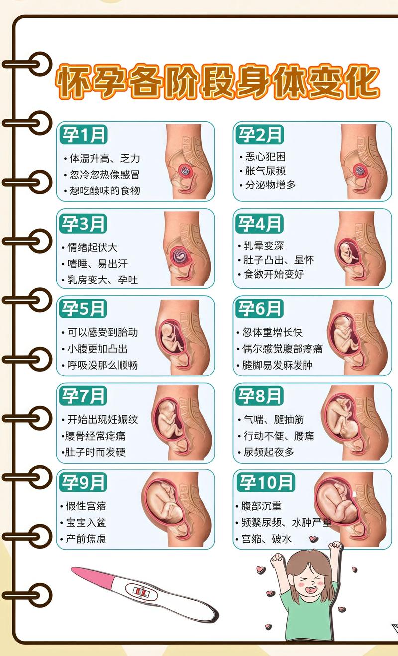 揭秘供卵代孕妈妈怀孕小腹分两节，孕期变化的奥秘永川代生机构: